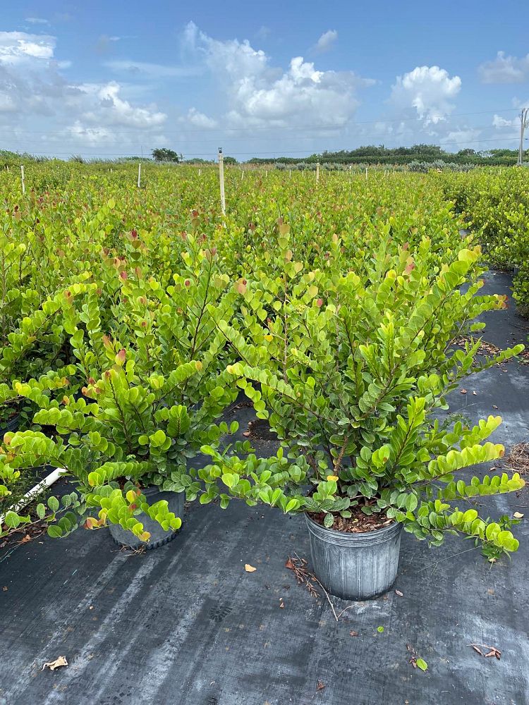 chrysobalanus-icaco-red-tip-cocoplum