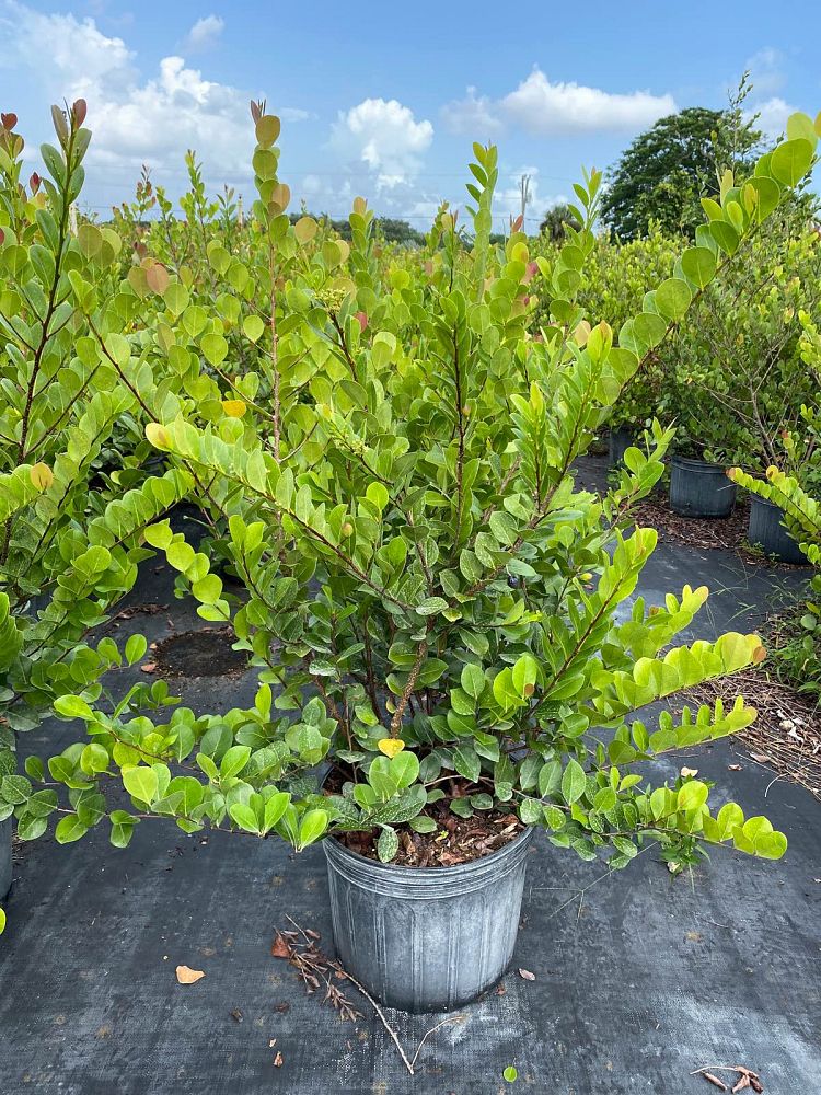 chrysobalanus-icaco-red-tip-cocoplum