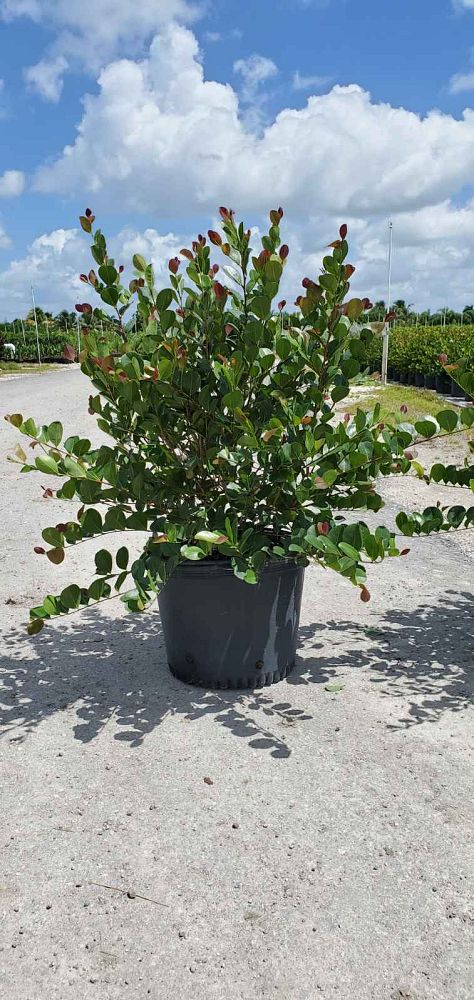chrysobalanus-icaco-red-tip-cocoplum