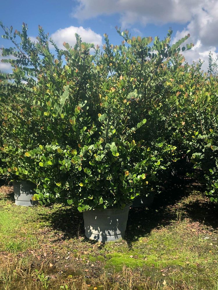 chrysobalanus-icaco-red-tip-cocoplum
