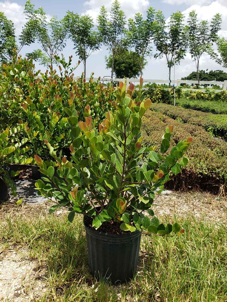 chrysobalanus-icaco-red-tip-cocoplum