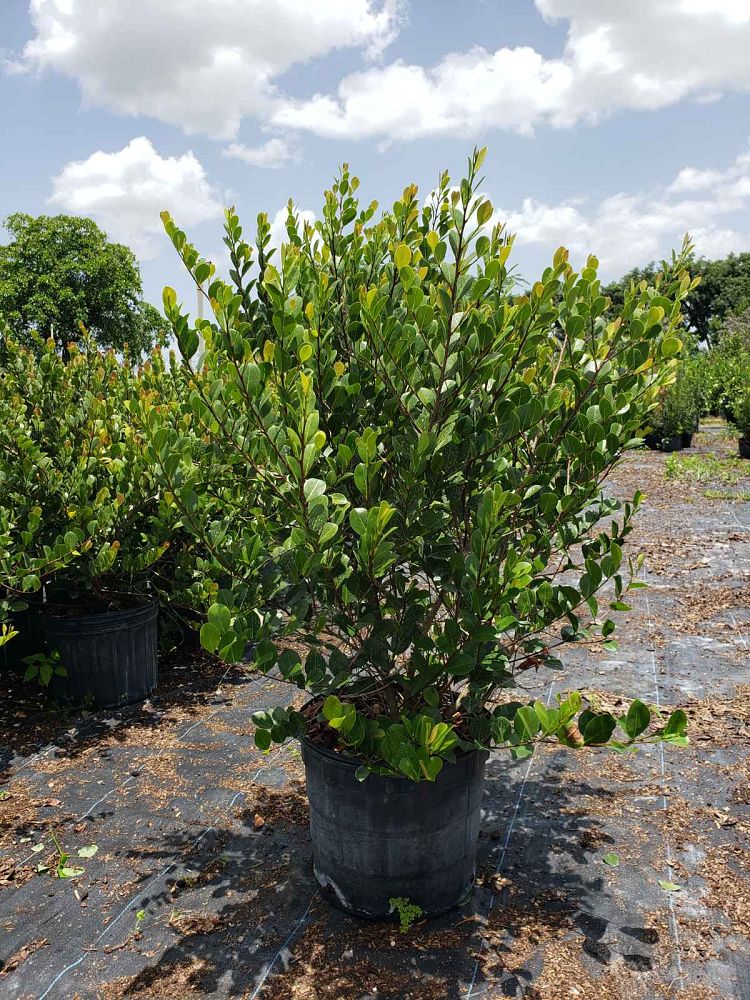 chrysobalanus-icaco-red-tip-cocoplum