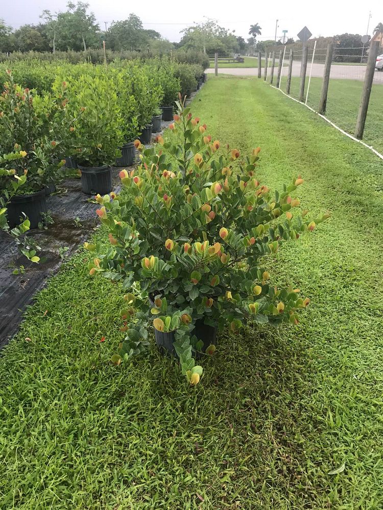 chrysobalanus-icaco-red-tip-cocoplum