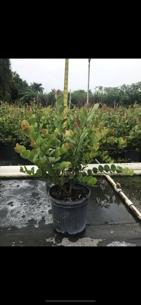 chrysobalanus-icaco-red-tip-cocoplum