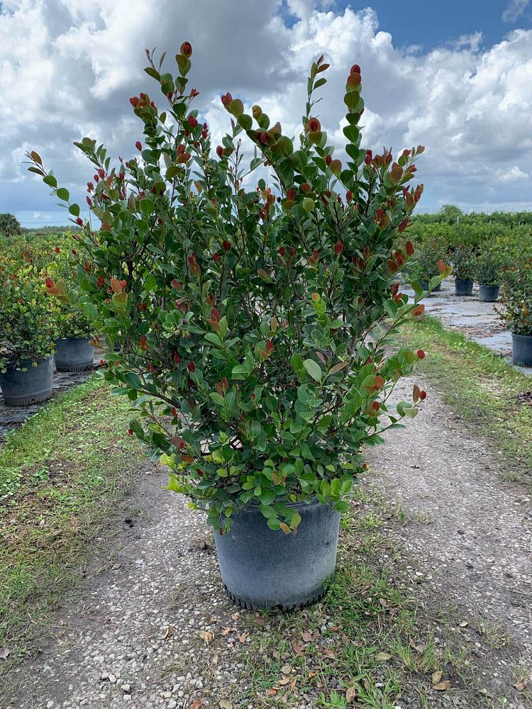 chrysobalanus-icaco-red-tip-cocoplum