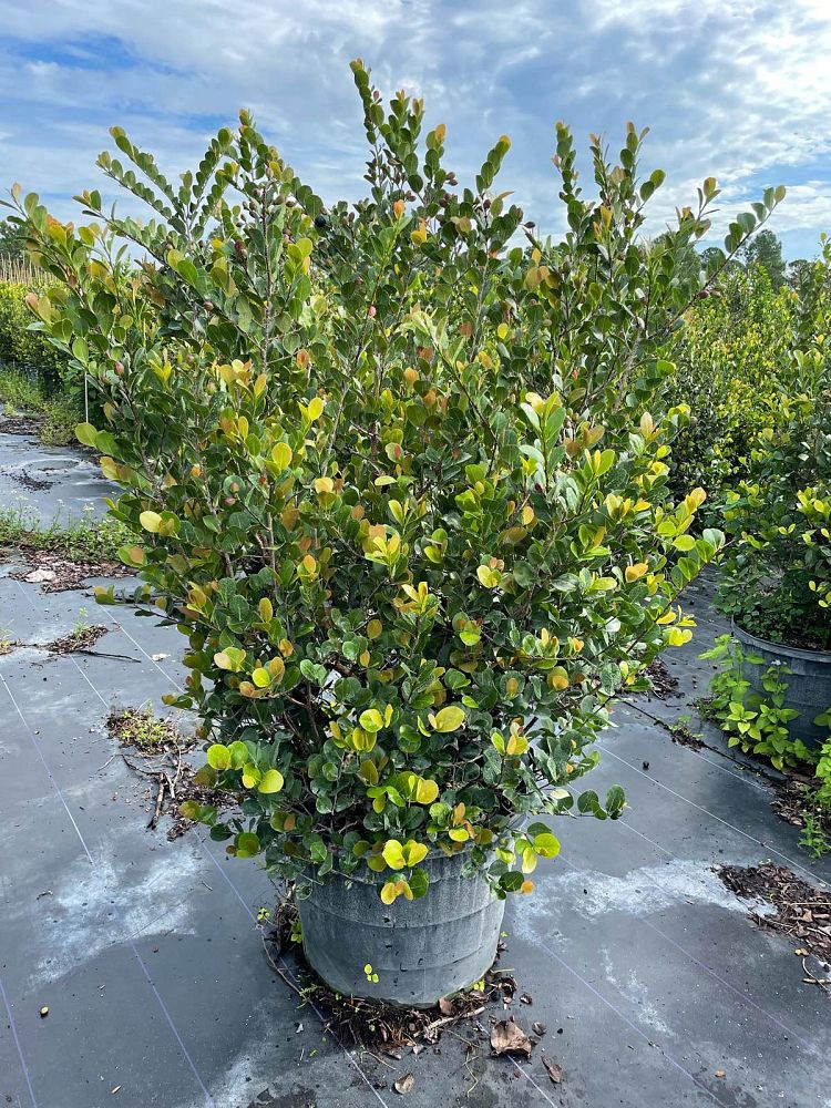 chrysobalanus-icaco-red-tip-cocoplum
