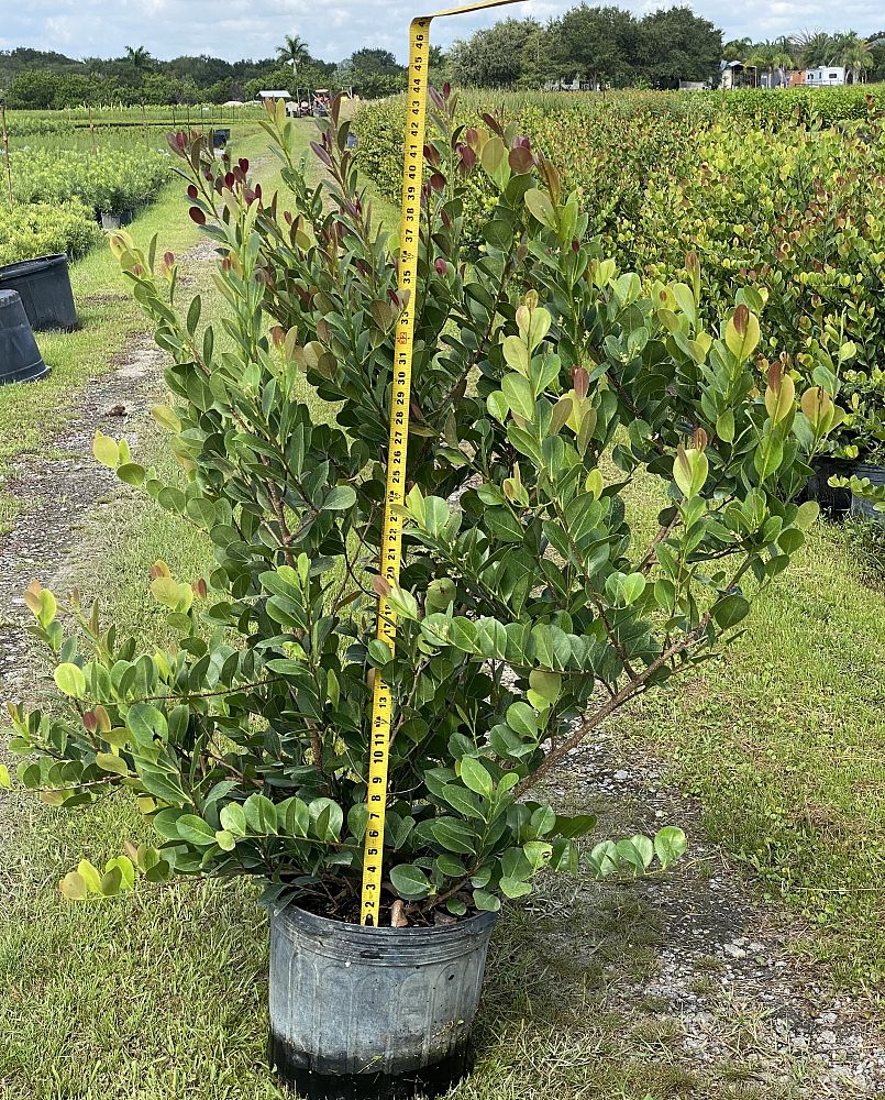 chrysobalanus-icaco-red-tip-cocoplum