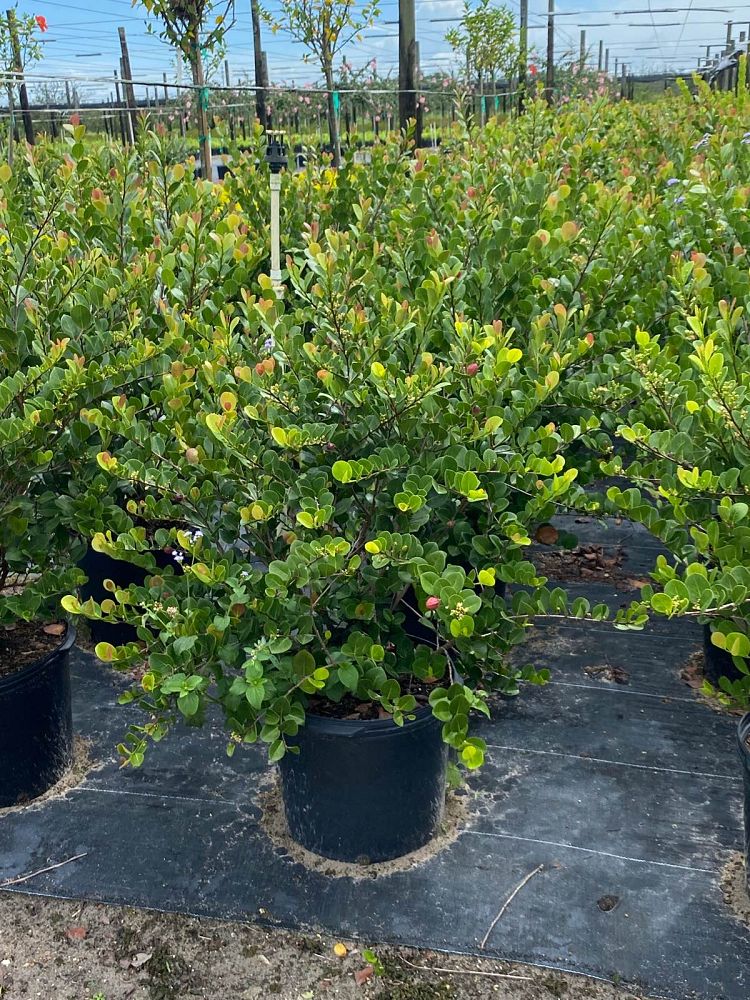 chrysobalanus-icaco-red-tip-cocoplum