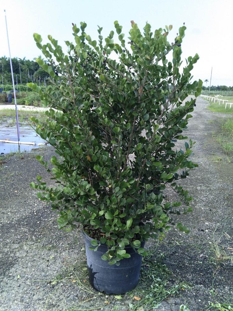 chrysobalanus-icaco-red-tip-cocoplum