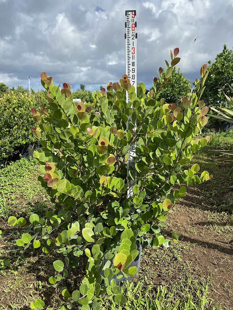 chrysobalanus-icaco-red-tip-cocoplum