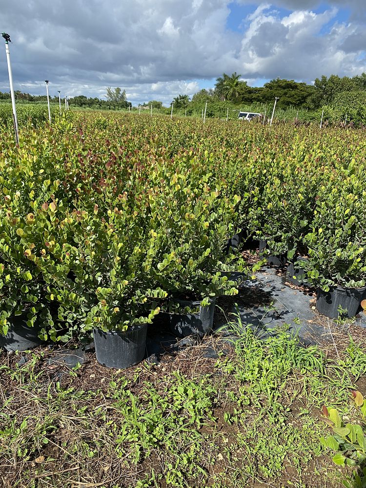 chrysobalanus-icaco-red-tip-cocoplum