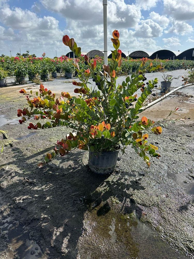 chrysobalanus-icaco-red-tip-cocoplum