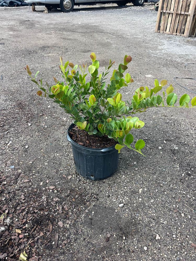 chrysobalanus-icaco-red-tip-cocoplum