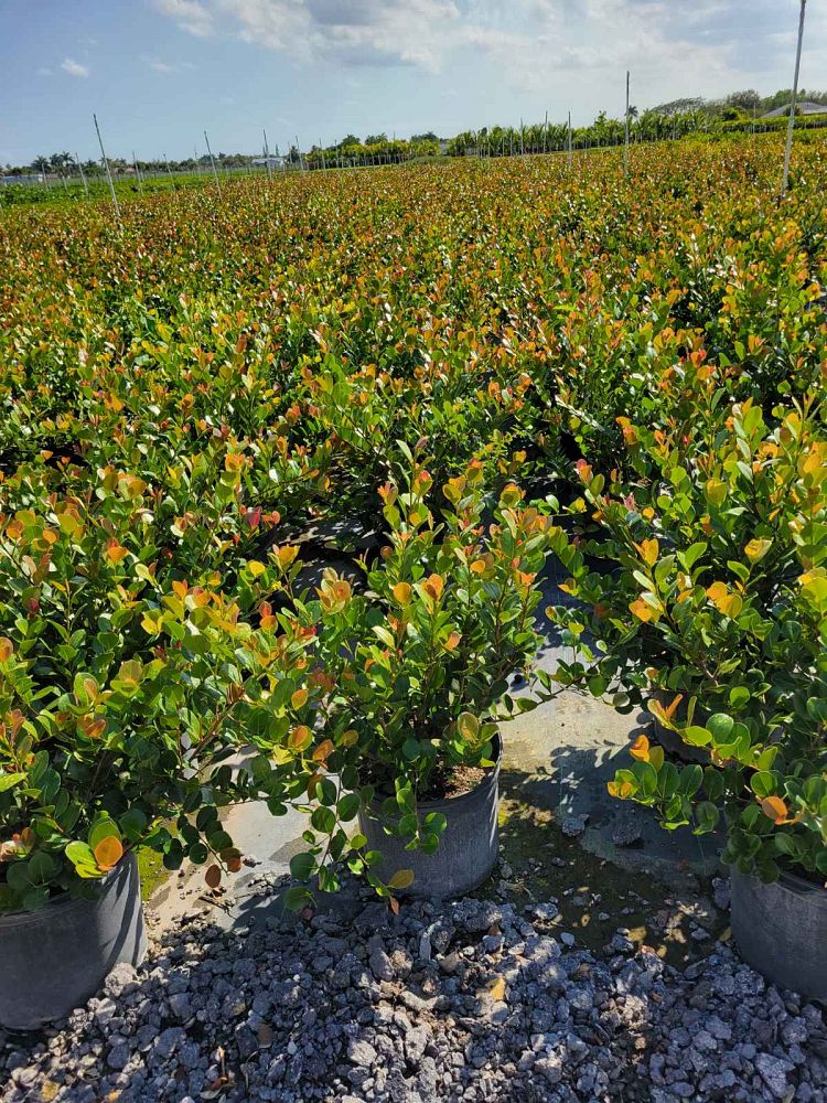 chrysobalanus-icaco-red-tip-cocoplum
