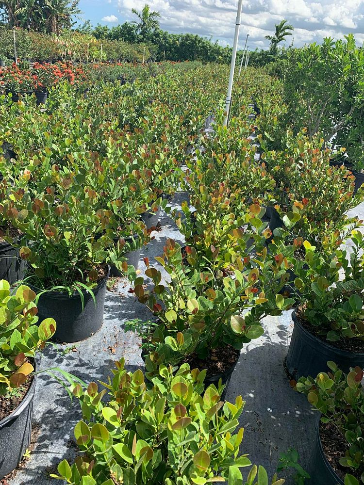 chrysobalanus-icaco-red-tip-cocoplum