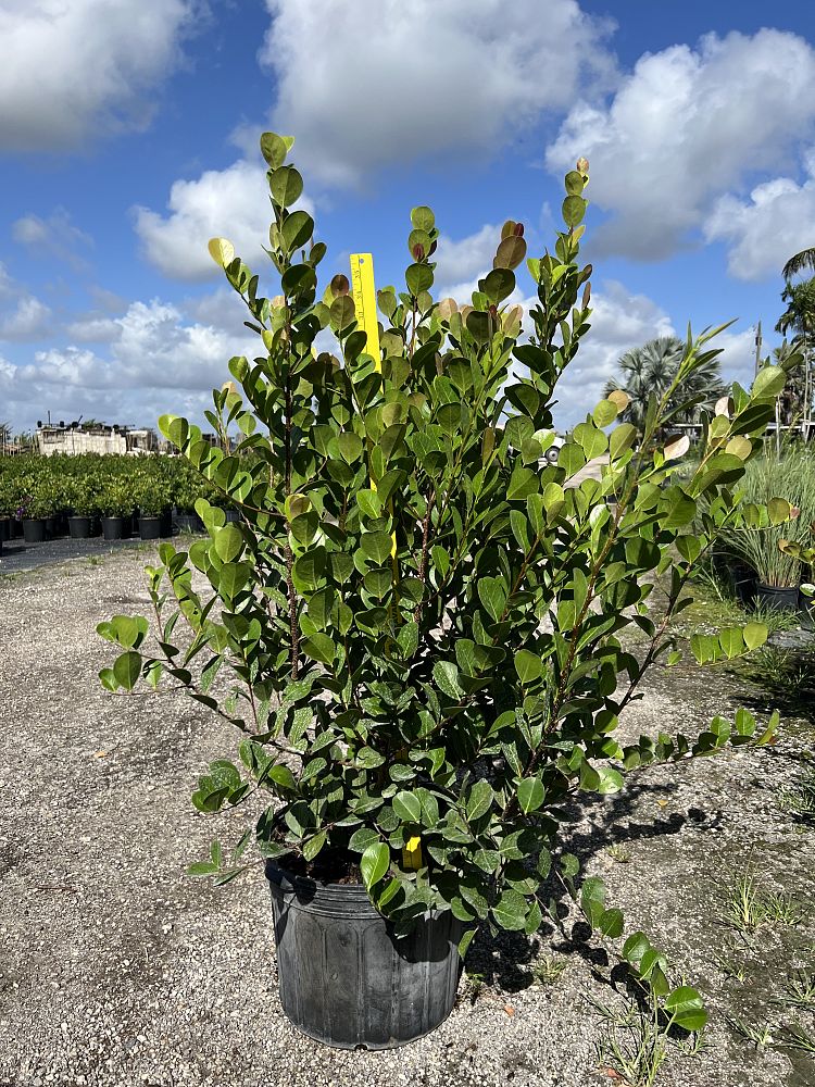 chrysobalanus-icaco-red-tip-cocoplum
