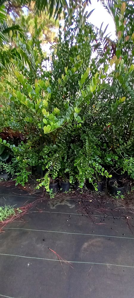 chrysobalanus-icaco-red-tip-cocoplum