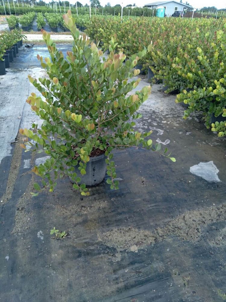 chrysobalanus-icaco-red-tip-cocoplum