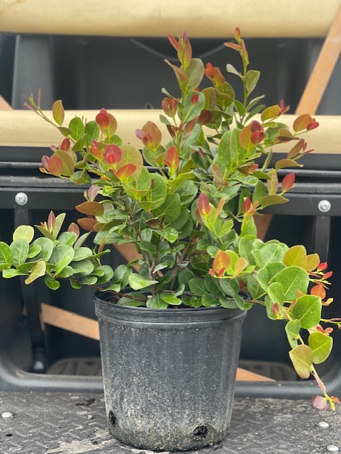 chrysobalanus-icaco-red-tip-cocoplum