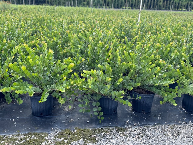 chrysobalanus-icaco-red-tip-cocoplum