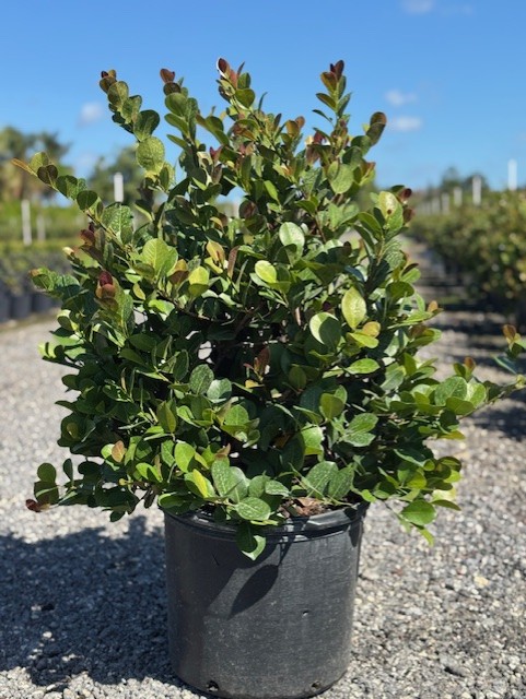 chrysobalanus-icaco-red-tip-cocoplum