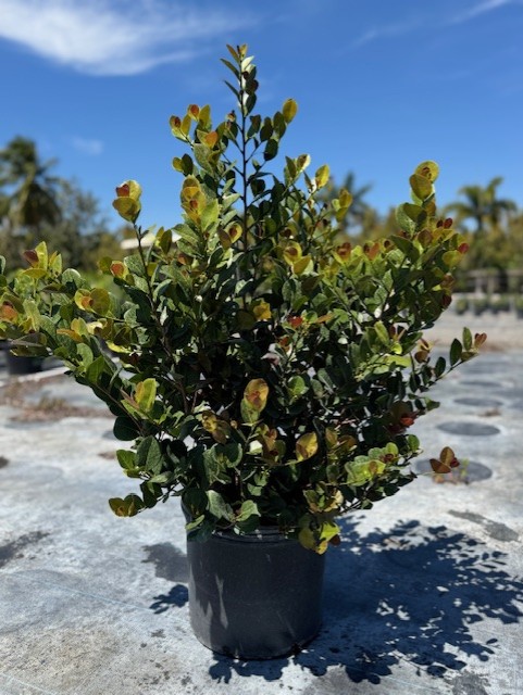 chrysobalanus-icaco-red-tip-cocoplum