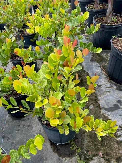 chrysobalanus-icaco-red-tip-cocoplum