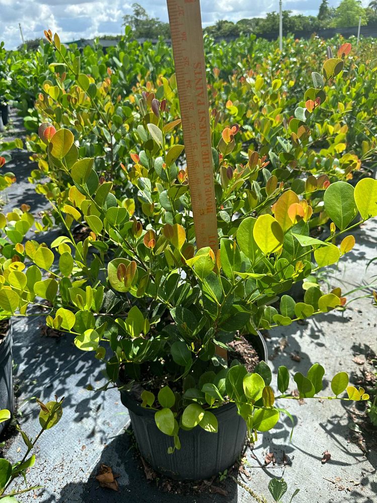 chrysobalanus-icaco-red-tip-cocoplum