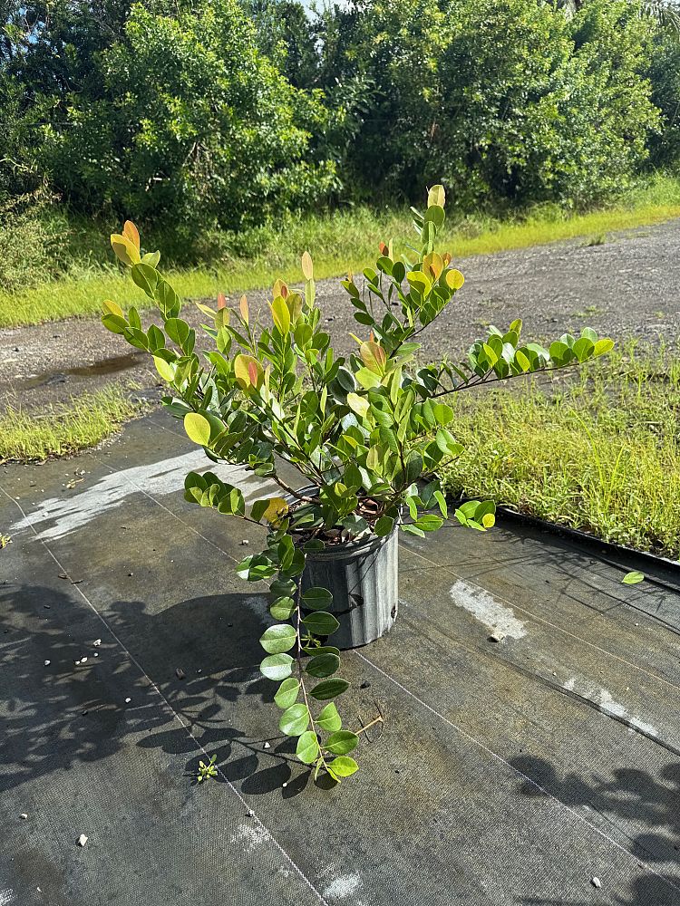 chrysobalanus-icaco-red-tip-cocoplum