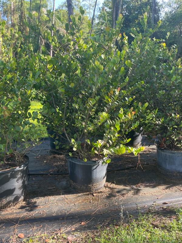 chrysobalanus-icaco-red-tip-cocoplum
