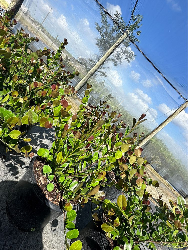 chrysobalanus-icaco-red-tip-cocoplum