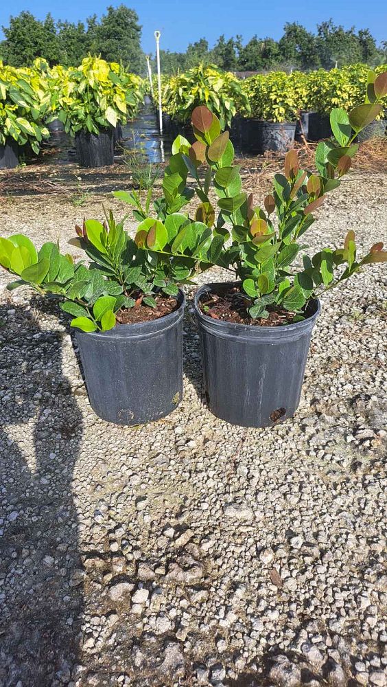 chrysobalanus-icaco-red-tip-cocoplum