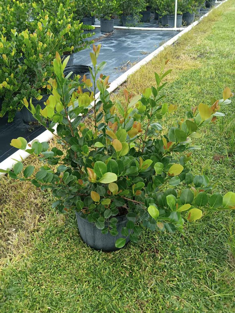 chrysobalanus-icaco-red-tip-cocoplum