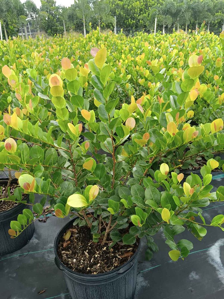 chrysobalanus-icaco-red-tip-cocoplum