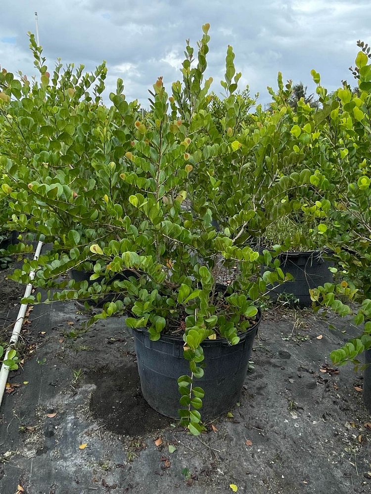 chrysobalanus-icaco-red-tip-cocoplum