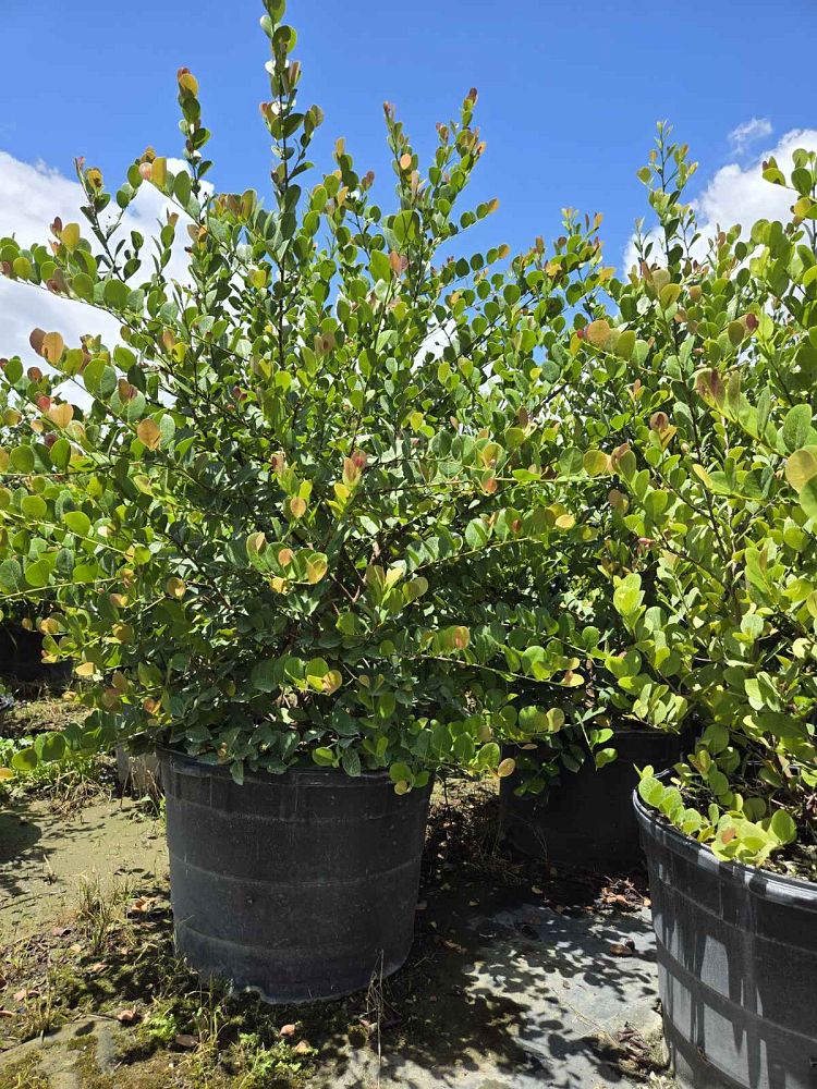 chrysobalanus-icaco-red-tip-cocoplum