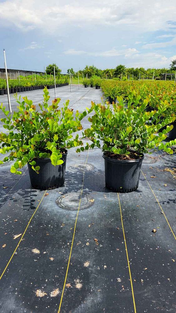 chrysobalanus-icaco-red-tip-cocoplum