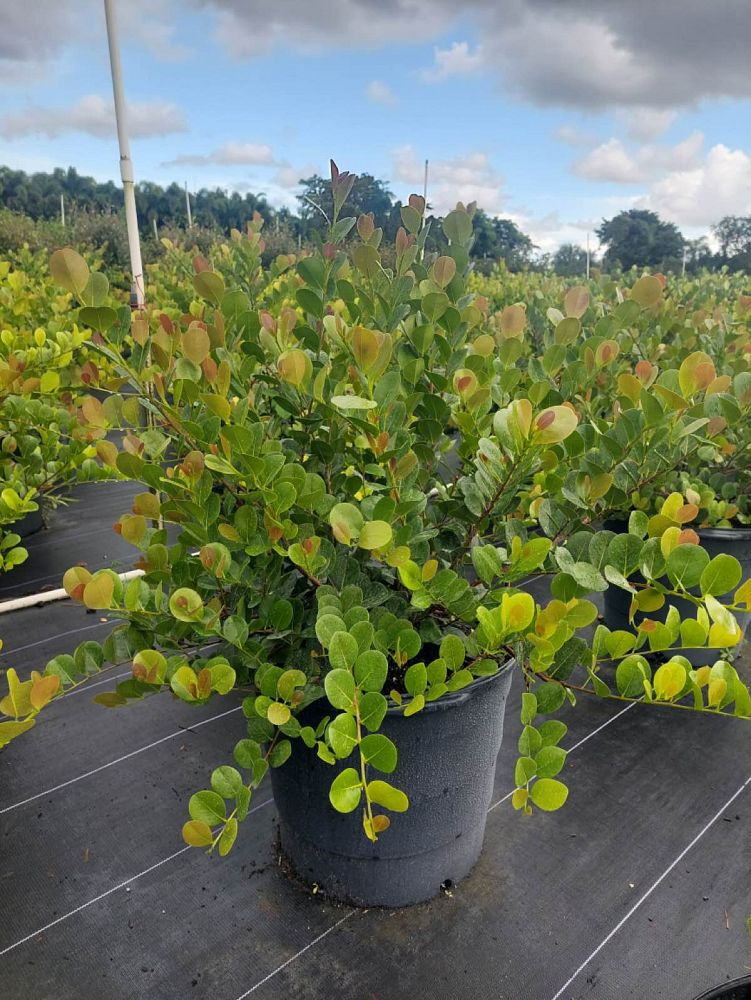chrysobalanus-icaco-red-tip-cocoplum