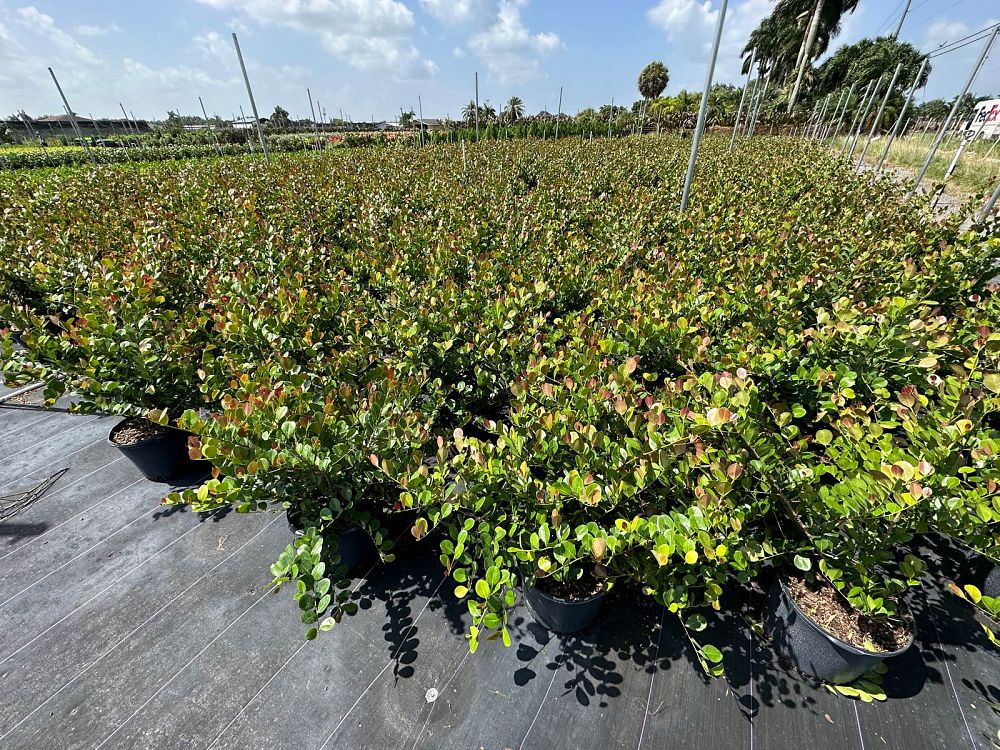 chrysobalanus-icaco-red-tip-cocoplum