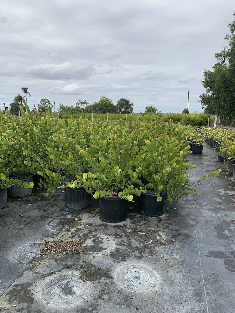 chrysobalanus-icaco-red-tip-cocoplum