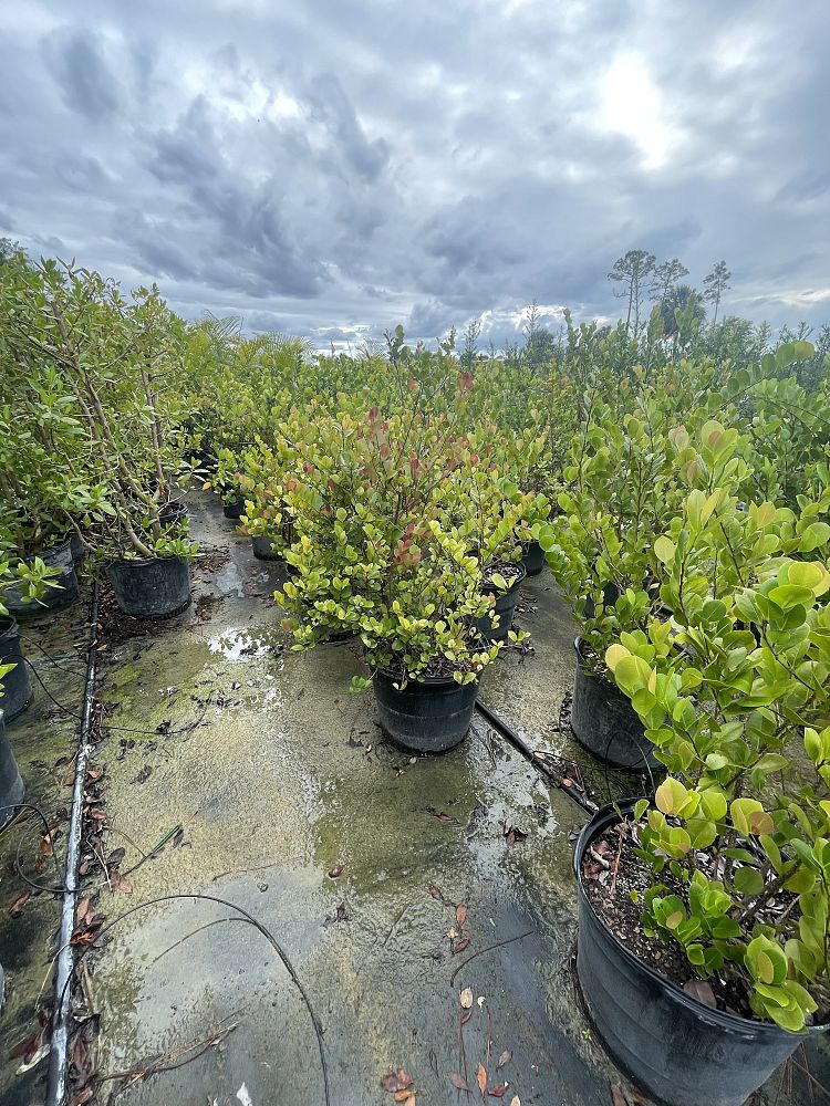 chrysobalanus-icaco-red-tip-cocoplum