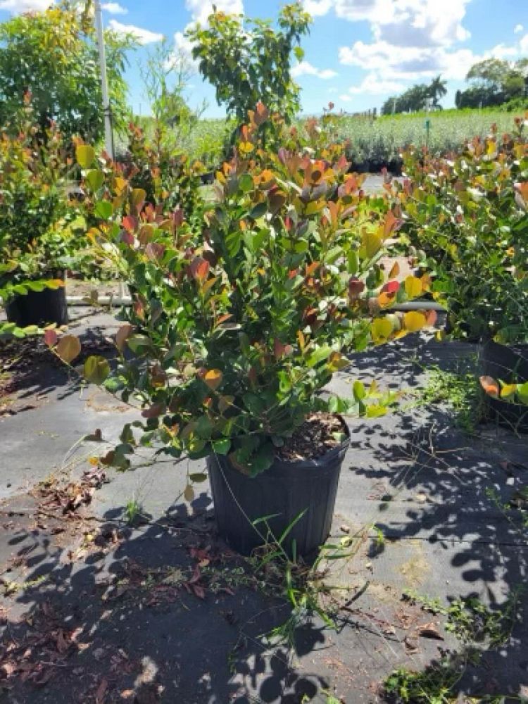 chrysobalanus-icaco-red-tip-cocoplum