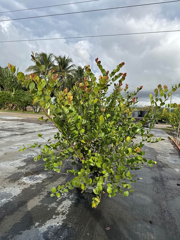 chrysobalanus-icaco-red-tip-cocoplum