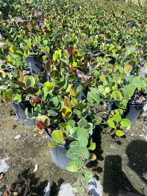 chrysobalanus-icaco-red-tip-cocoplum