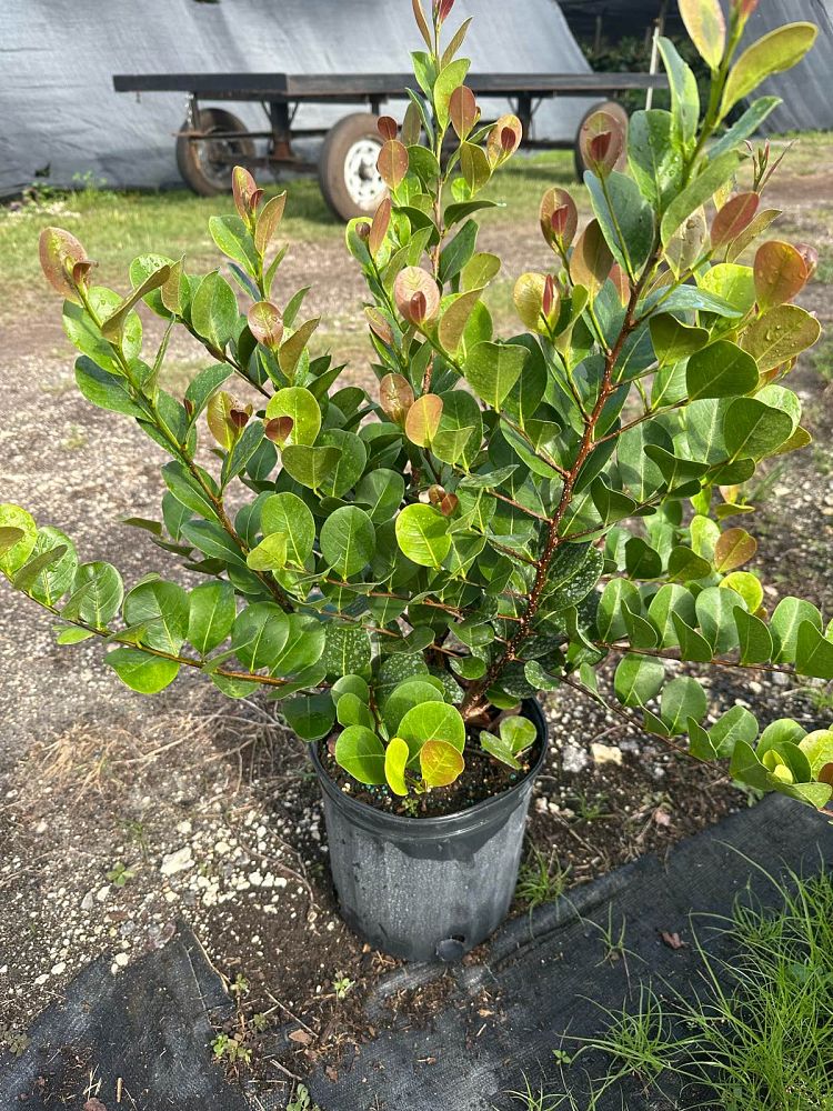 chrysobalanus-icaco-red-tip-cocoplum