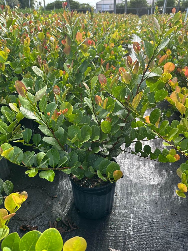 chrysobalanus-icaco-red-tip-cocoplum