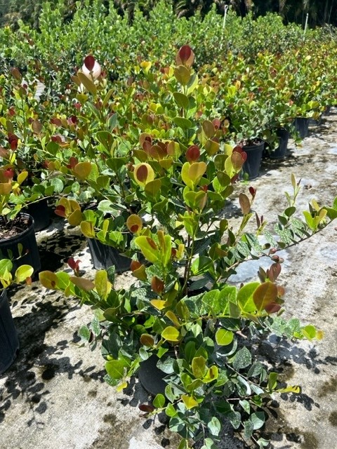 chrysobalanus-icaco-red-tip-cocoplum