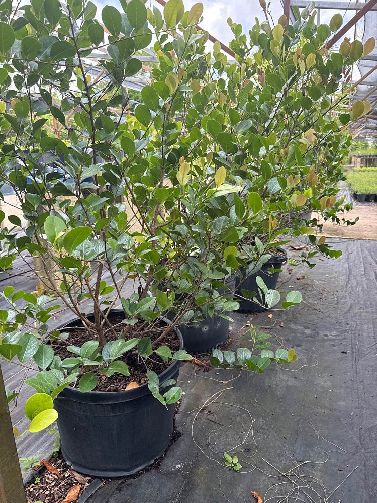 chrysobalanus-icaco-red-tip-cocoplum