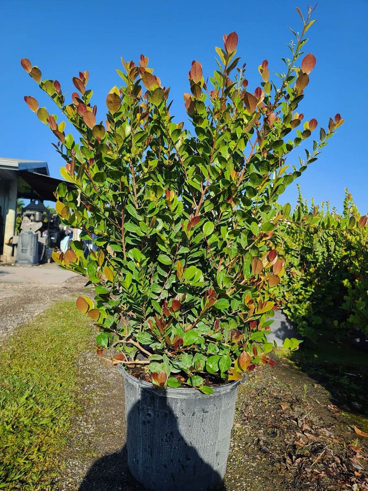 chrysobalanus-icaco-red-tip-cocoplum