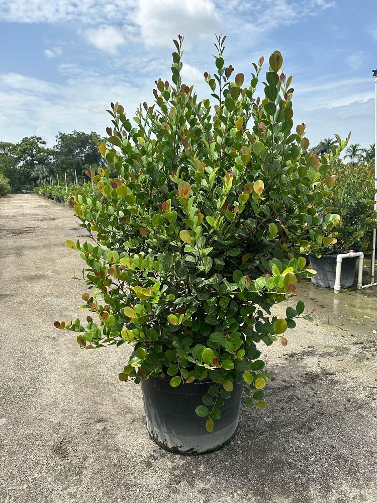 chrysobalanus-icaco-red-tip-cocoplum